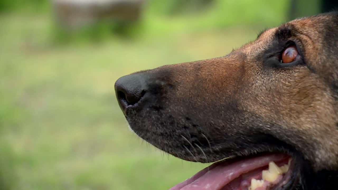 perfil del pastor alemán