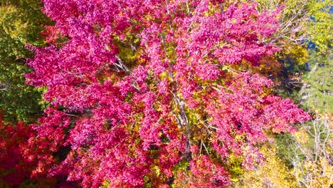 Aerial-birds-point-of-view-flying-through-autumn-treetop