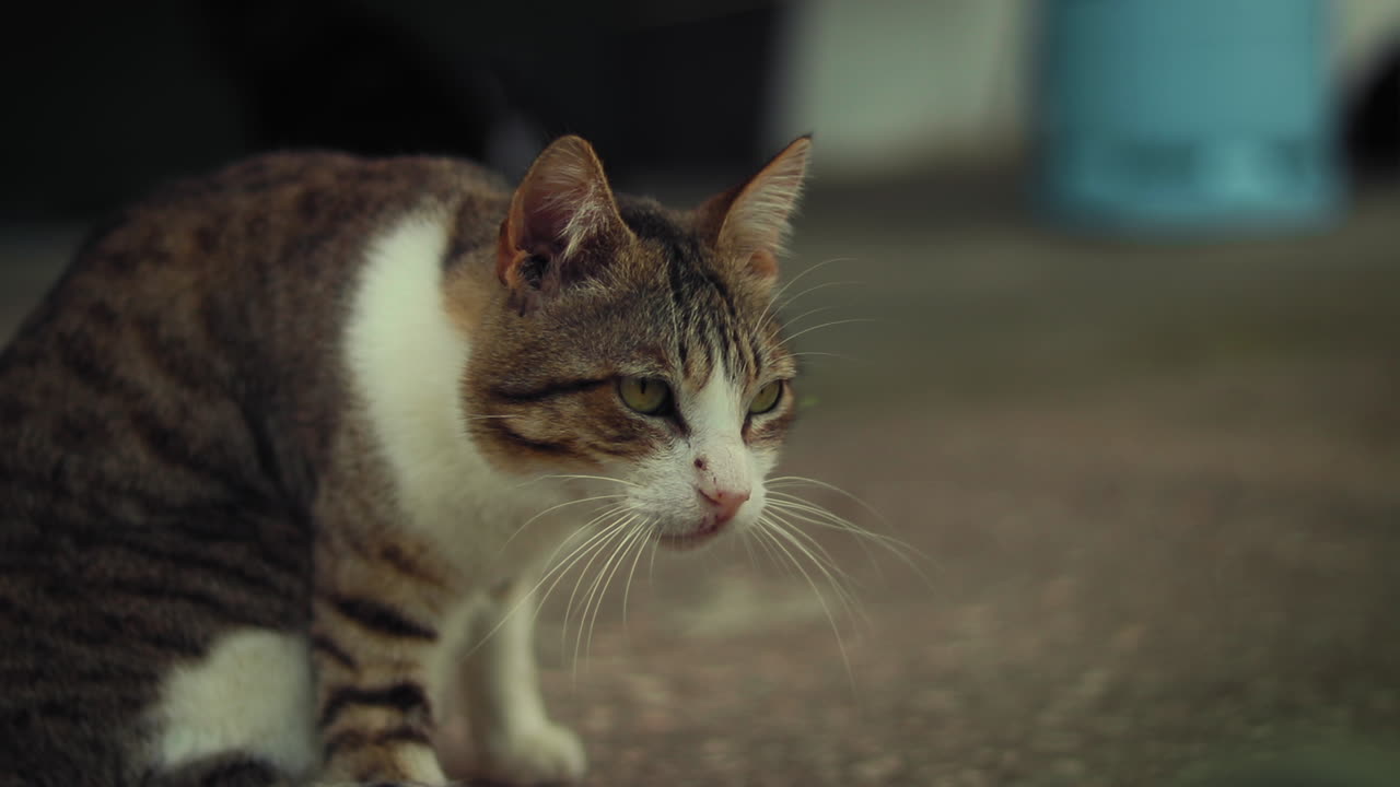 Gato de Chipre se banhando e lambendo-se em um Abrigo de Animais.