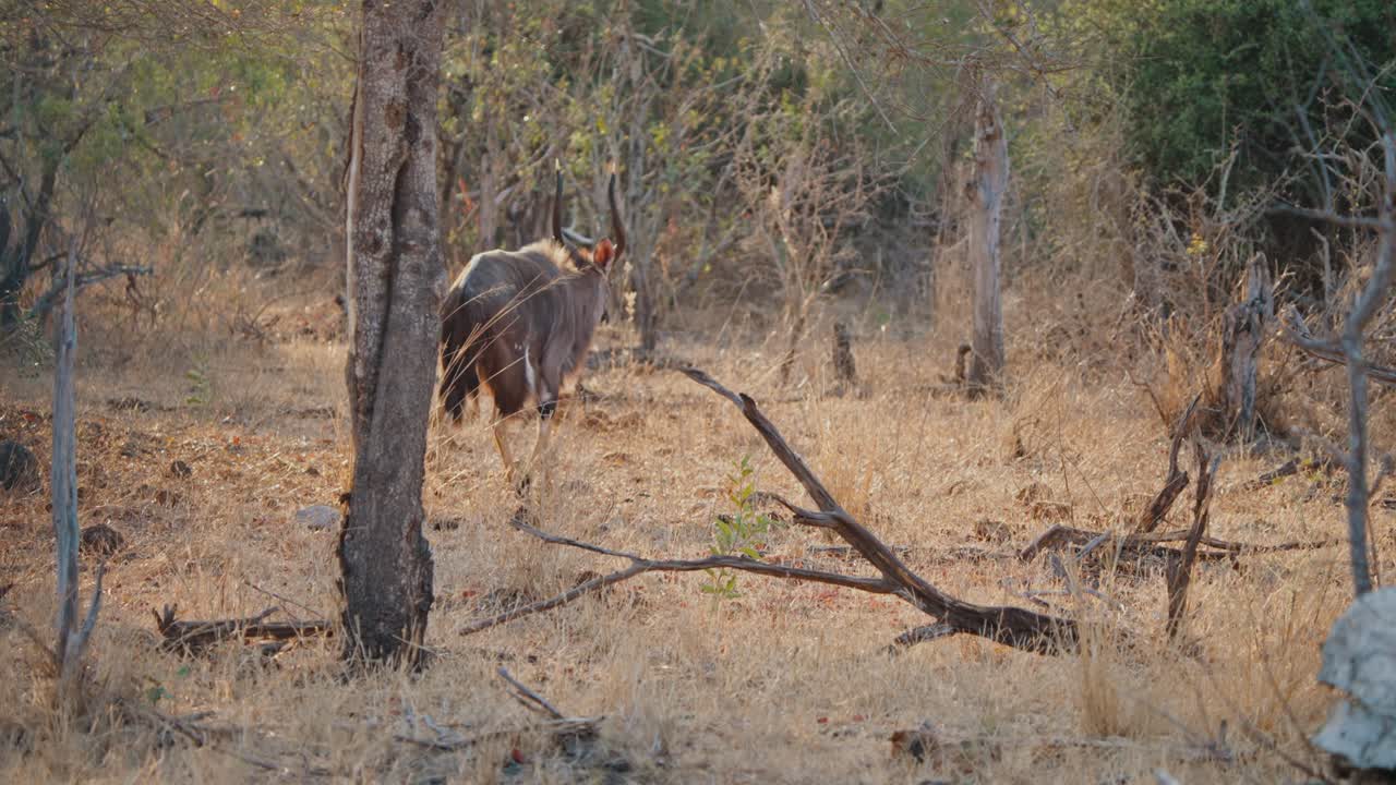 Nyala in African Savanna