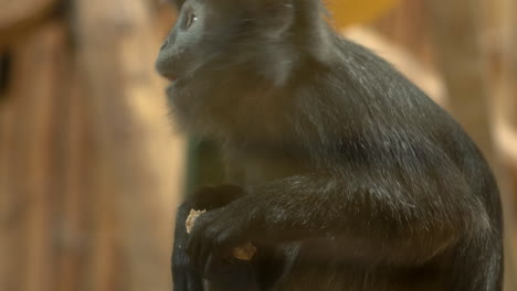 Joven-Langur-De-Java-Oriental-Sentado-Y-Comiendo-Masticando-Comida