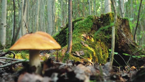 autumn mushrooms in the forest sunlight in the forest