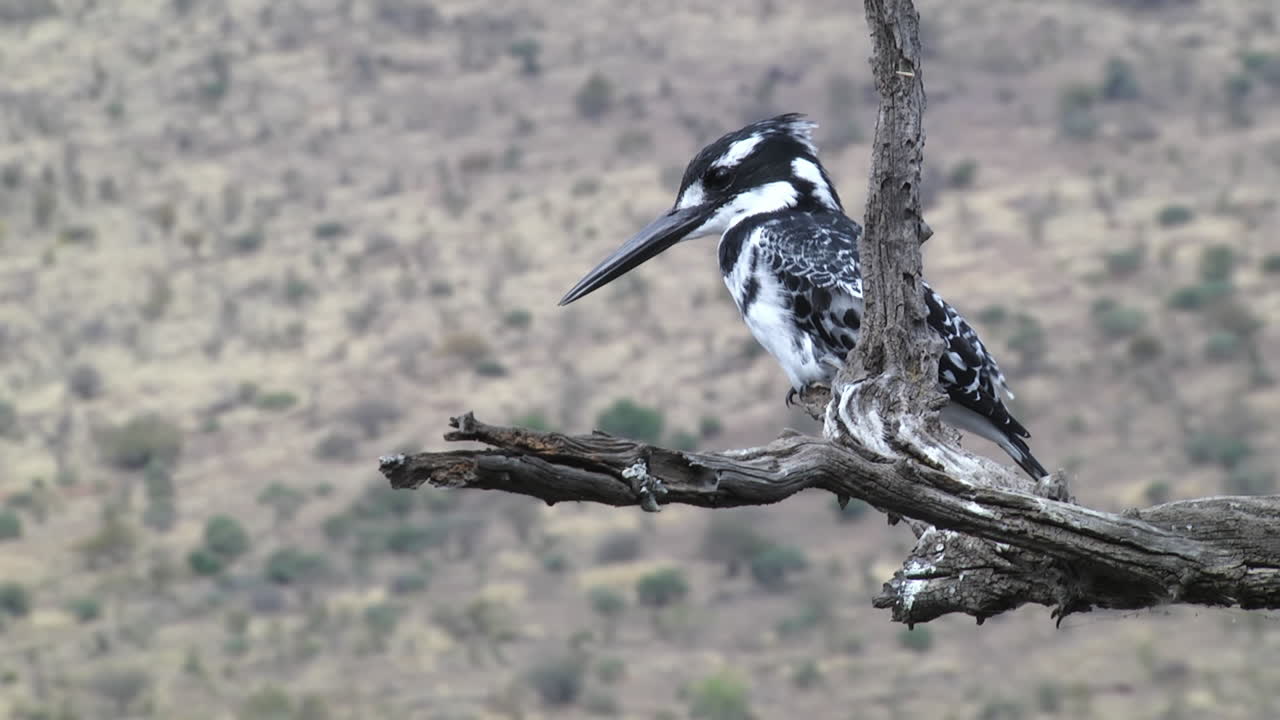 Close up shot of wild pied kingfisher bird sitting on tree trunk in nature