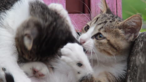 dos lindos gatitos jugando entre ellos en houtong cat village, taipei