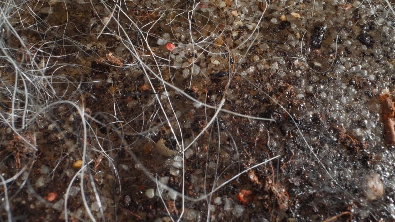 식물 이 거의 없는 호수 가장자리 의 습지 지역