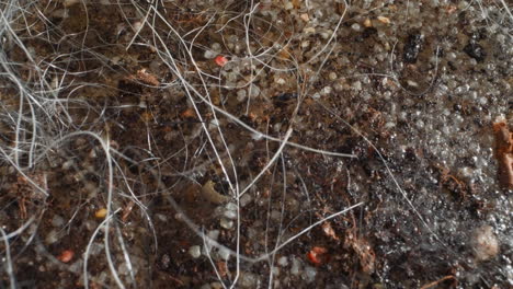 swampy area of edge of lake with little vegetation