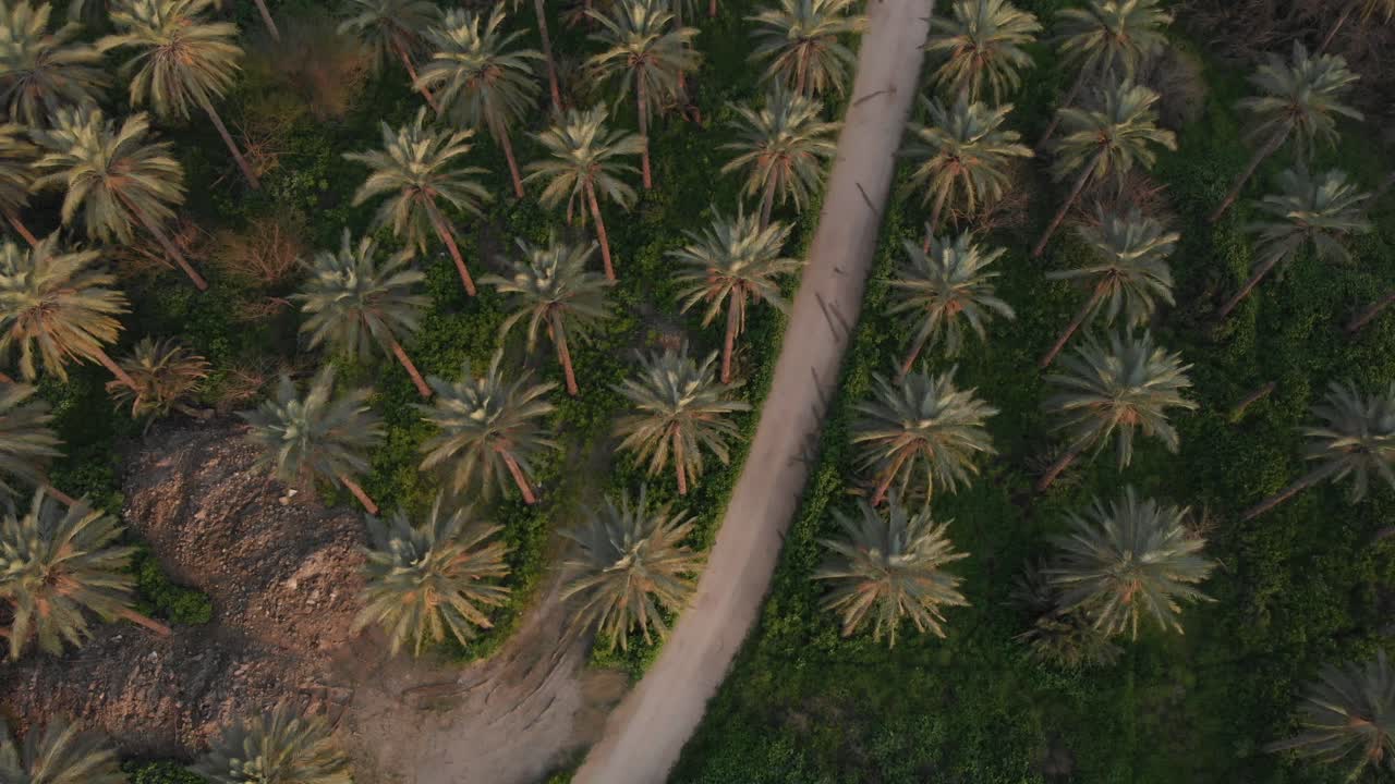 Top down descend reveal dirt Rural Road on Green Palm tree Plantation at dusk lights