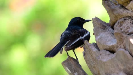 Das-Orientalische-Elsternrotkehlchen-Ist-Ein-In-Thailand-Sehr-Verbreiteter-Sperlingsvogel,-In-Dem-Er-überall-Zu-Sehen-Ist