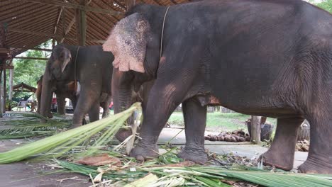 thai asian elephants in a camp eating vegetation plants and leaves while chained up in captivity on koh chang island for tourism