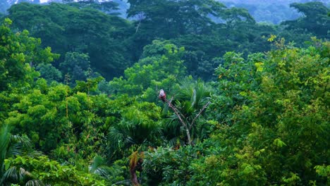 eagle in the deep green rainforest of bangladesh