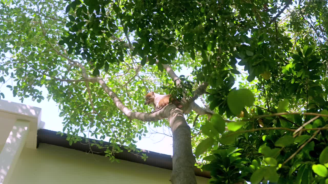 Coatimundis in a Trees of a Rain Forest in Mexico