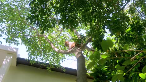 coatimundis in a trees of a rain forest in mexico