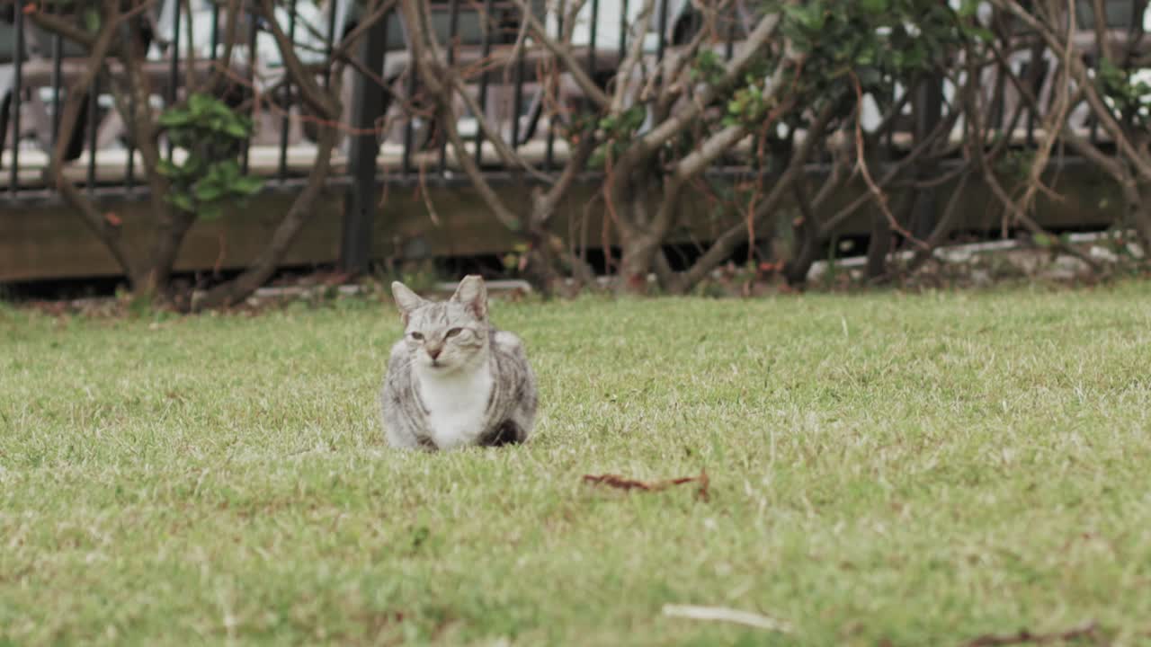 줄무늬 길 잃은 고양이는 푸른 잔디에 혼자 앉아