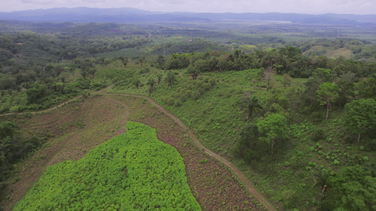 tiro de dron de bosque diminuto
