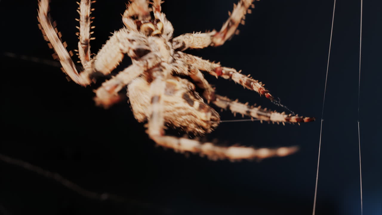 Close up of a spider sitting in its web, showing intricate details of its body and fine silk threads