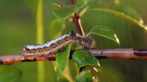 yellow tail moth (euproctis similis) caterpillar, goldtail or swan moth (sphrageidus similis) is a caterpillar of the family erebidae. caterpillar crawls along a tree branch during the rain.