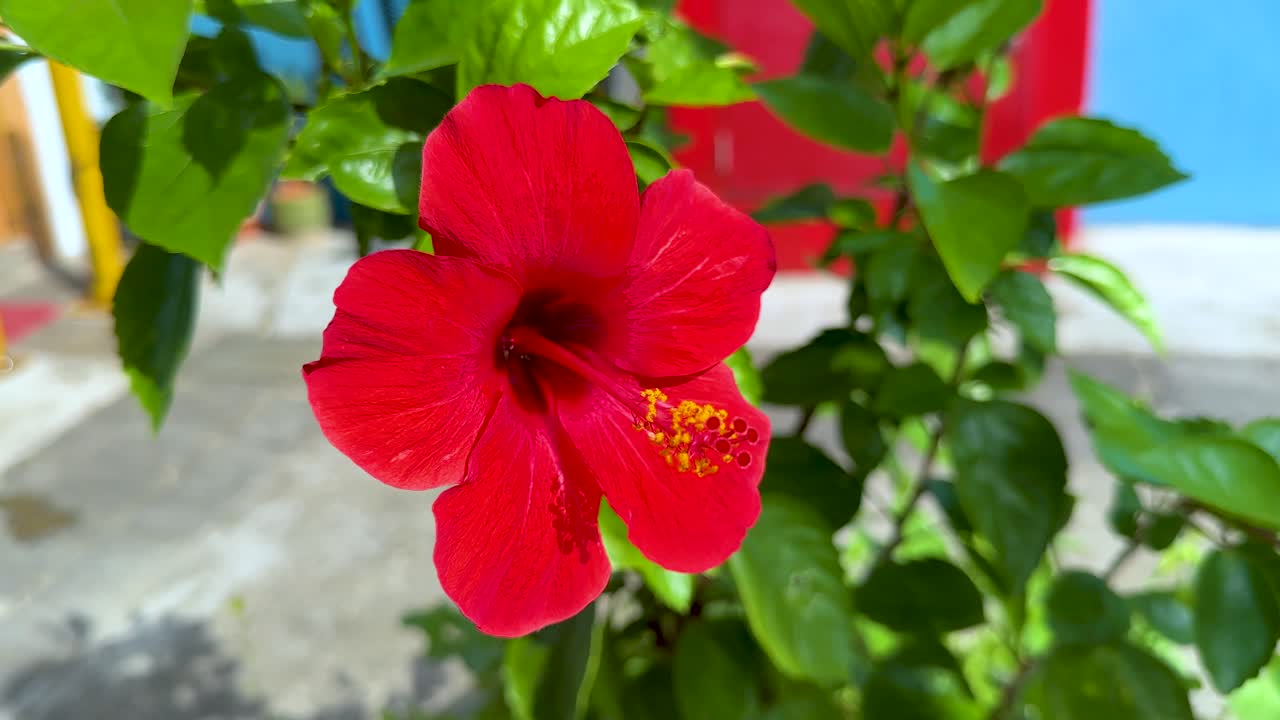 A vibrant red hibiscus flower blooms outdoors, surrounded by lush green leaves and sunlight
