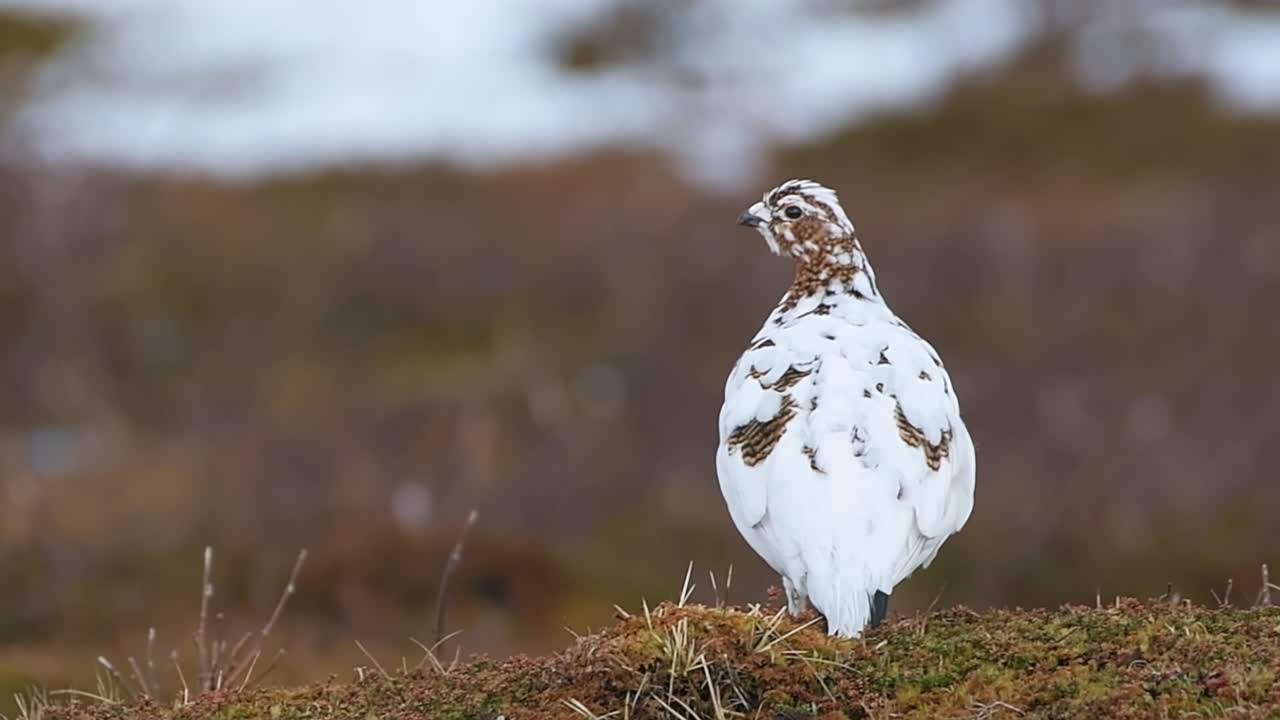 Tunturikana arktisessa tunturimaisemassa Pohjois-Norjassa