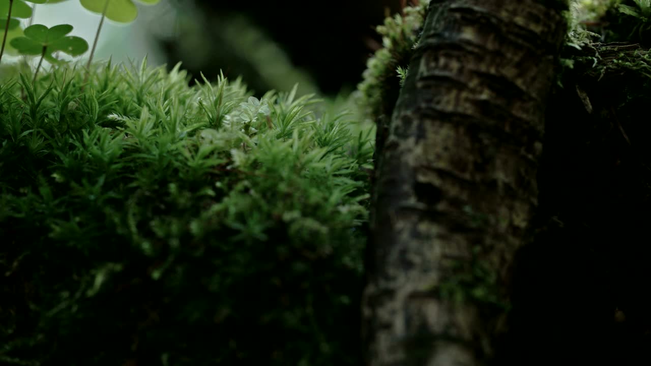 Un aracnide che striscia sulle foglie 4K FS700 Odyssey 7Q.