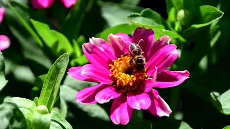 bee collecting pollen from  flower