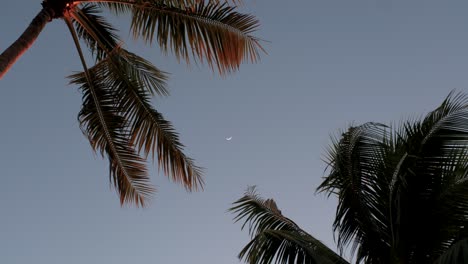 Evening-Sky-With-Moon-Between-Palm-Trees-In-Moorea-Island,-French-Polynesia