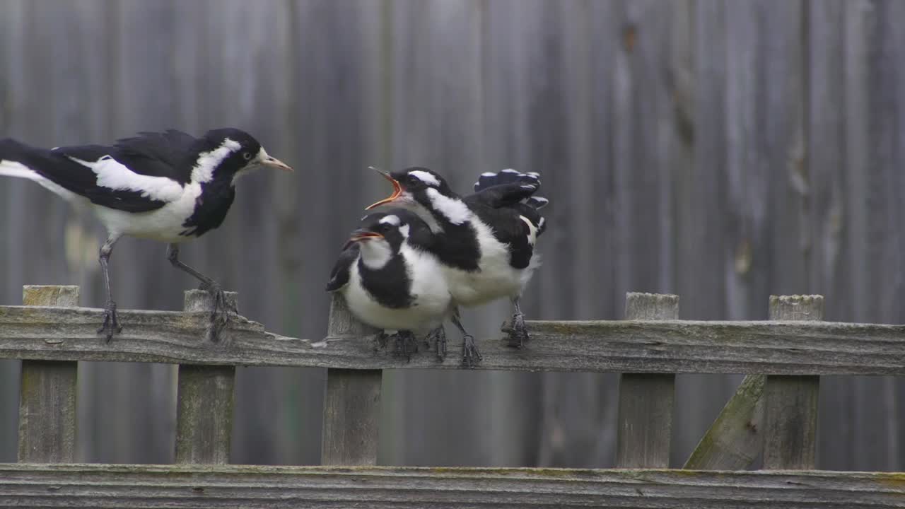 마피-알라크 (magpie-lark) 는 울타리 트레일리스에 착륙하여 두 마리의 어린 새끼를 먹인다. (오스트레일리아, 마프라, 지프스랜드, 빅토리아, 슬로우 모션)