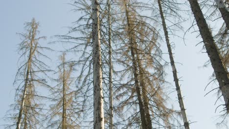 dead dry spruce forest hit by bark beetle in czech countryside with branches in the foreground