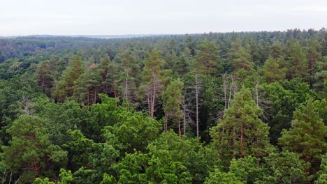 Green trees in the morning. Forest in summer. Beautiful nature. Treetops of mixed trees in woodland. View from above.