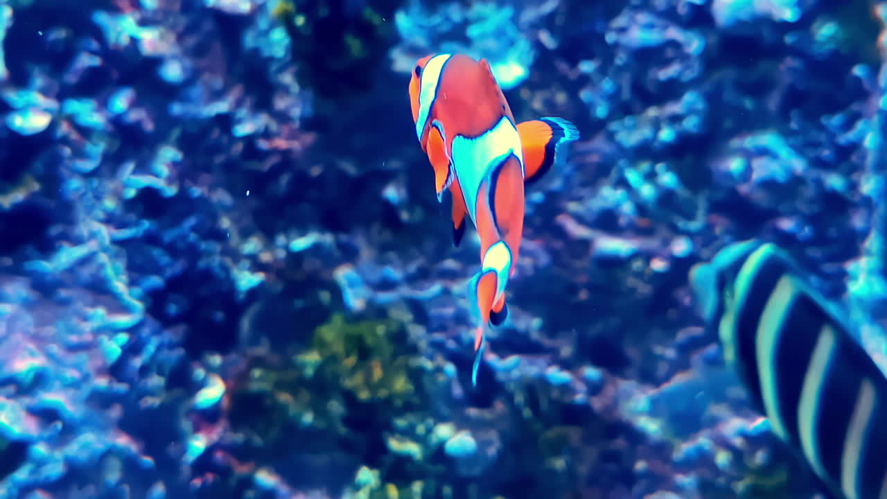 Nemo color fish near coral reef, close up