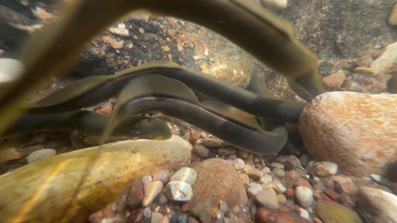 Close-up of Brook lampreys at the spawning ground. Estonia.