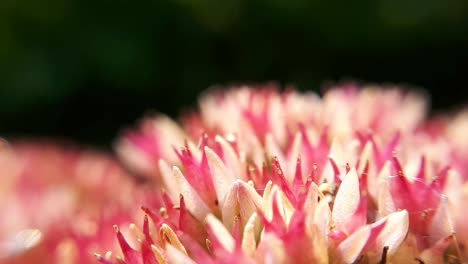 粉紅色和白色花園花朵的宏觀近距離拍攝