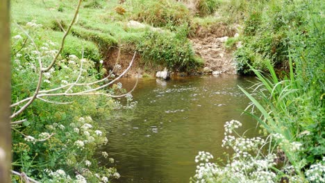 Arroyo-Que-Fluye-Suave-A-Través-Del-Sendero-Rural-Cubierto-De-Hierba-De-Flores-Silvestres-Británicas