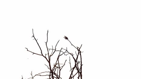 solo pájaro sentado en la parte superior de la silueta del árbol de fondo blanco.