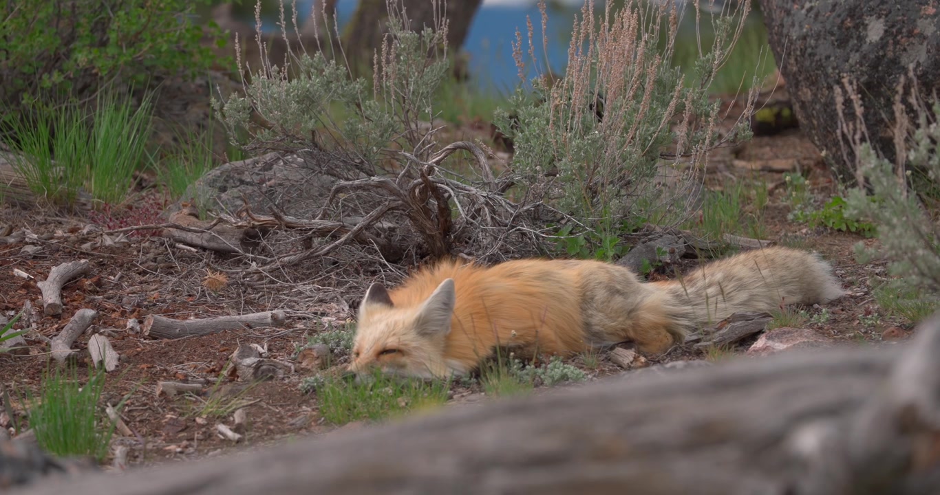 Vista ravvicinata di una volpe rossa che riposa pacificamente nell'erba alta in un prato nordamericano. Filmato di fauna selvatica naturale che cattura il comportamento di sonno indisturbato.