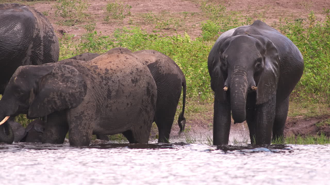 A herd of African elephants walking together along the riverbank at Chobe National Park, Botswana. The elephants play in the Zambezi River.