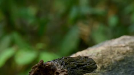 White-crested-Laughingthrush,-Garrulax-leucolophus,-perching-on-a-wet-log-then-jumps-around-while-Black-headed-Bulbuls-at-the-background-fly-away-in-a-flock-and-then-joins-them-in-panic