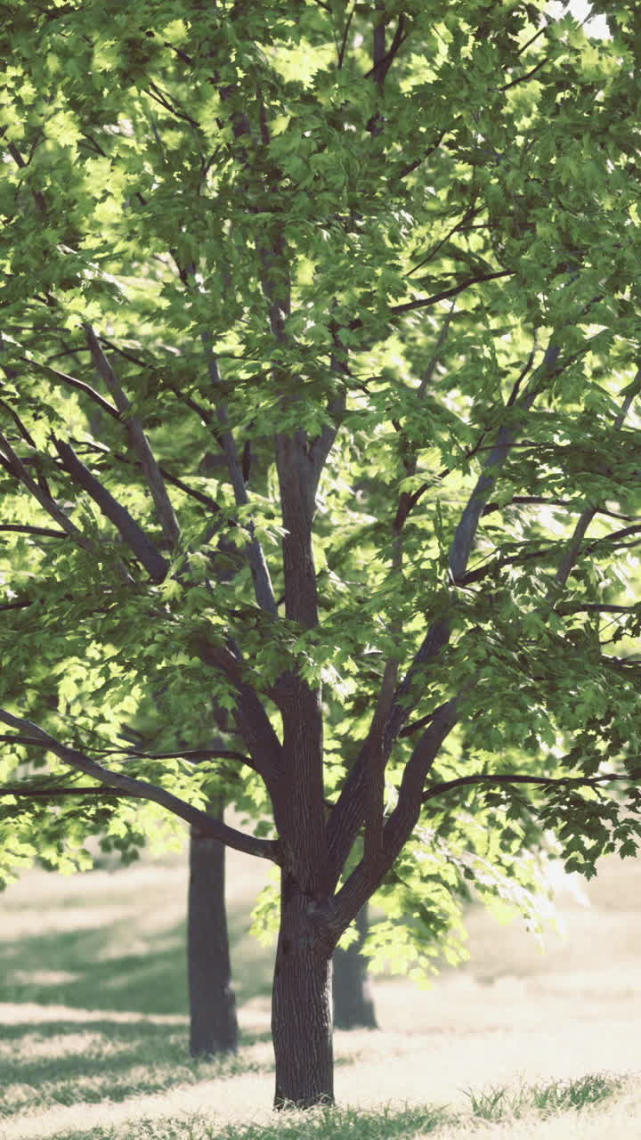 Sunlight filters through green trees in a serene outdoor scene