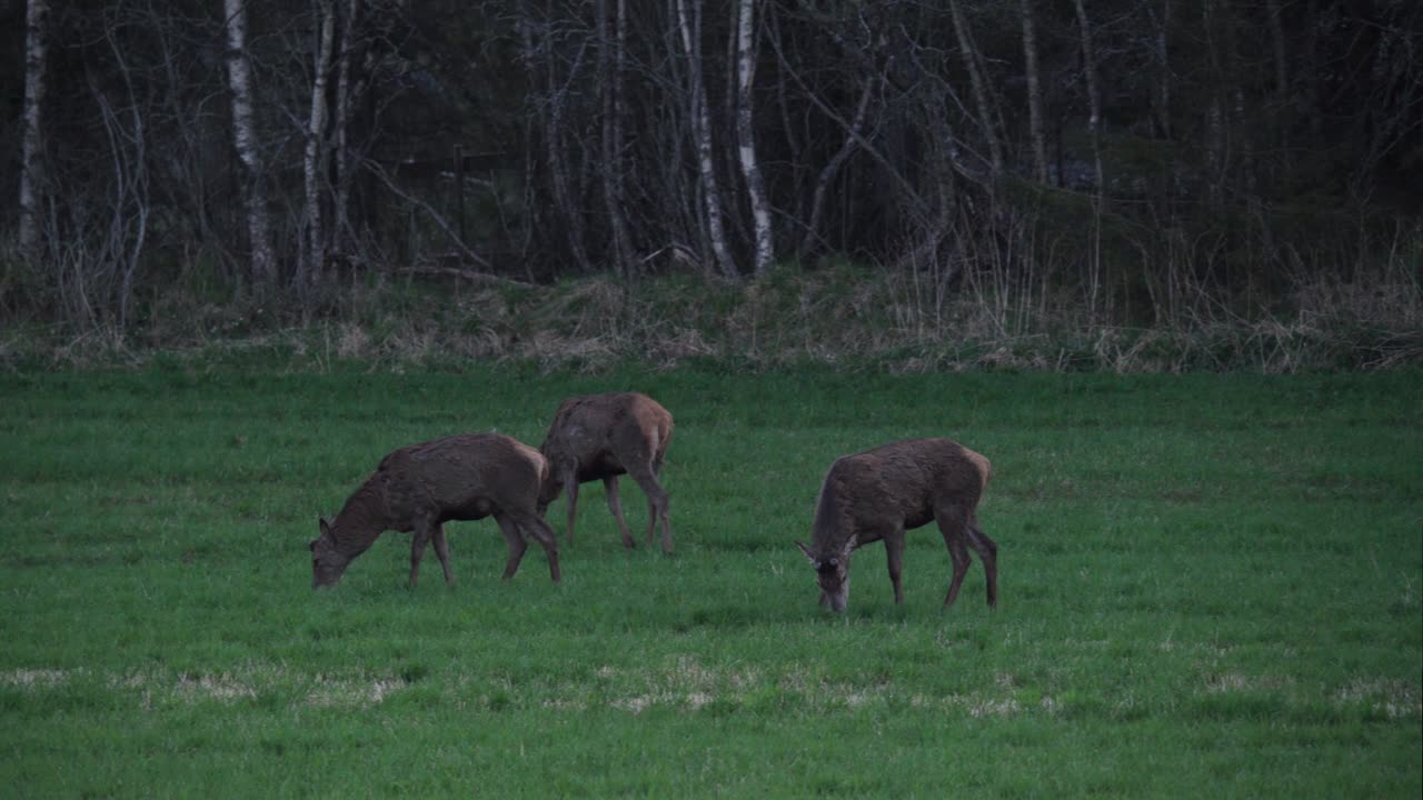 grupo de ciervos rojos pastando en el césped en el campo de indre fosen, noruega