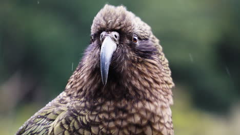 majestic parrot kea standing in rain in wild nature of new zealand