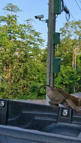 monkey explores truck in scenic thai park