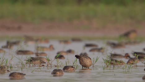 Bandada-De-Patos-Alimentándose-En-Humedales