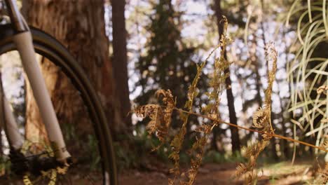 Male-mountain-biker-riding-in-the-forest