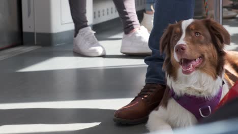 Handsome-groomed-brown-and-white-collie-on-public-transport-with-owner