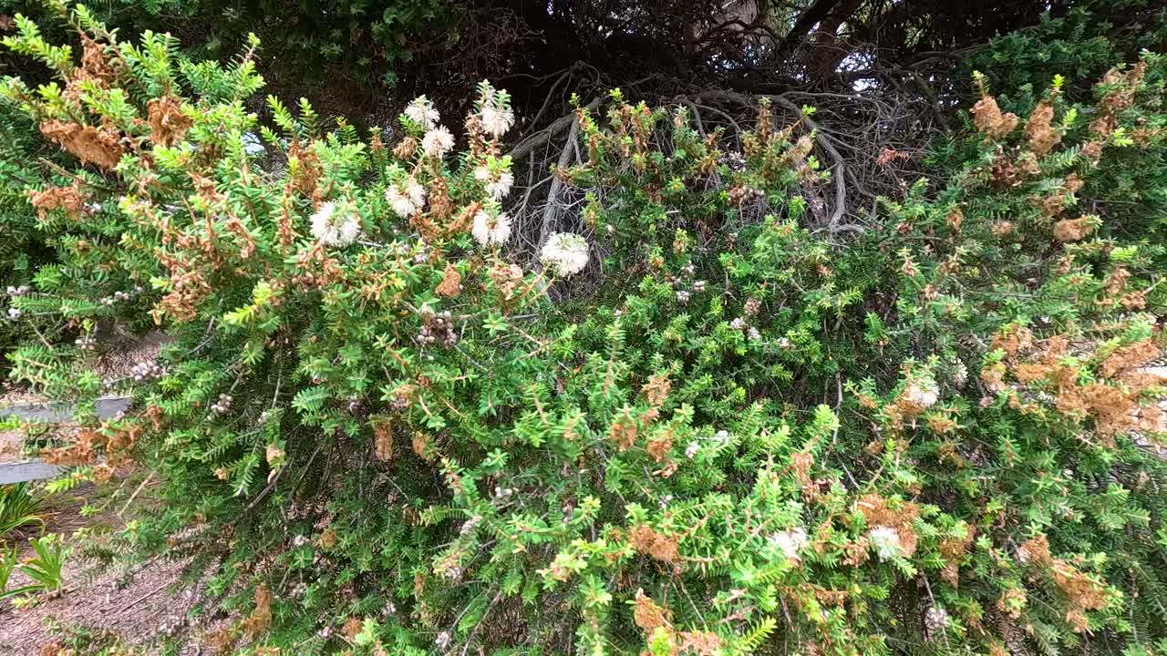 A coastal shrub sways gently in the breeze at Aireys Inlet, captured with natural lighting and a stable camera