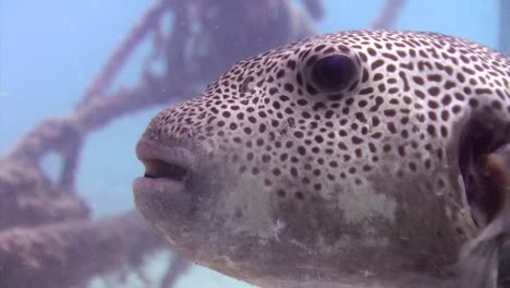 giant pufferfish  5