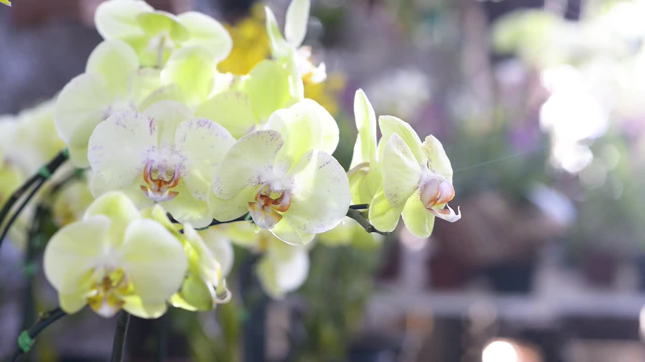 hermosas orquídeas ornamentales blancas en exposición