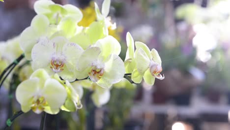 Schöne-Weiße-Zierorchideen-In-Der-Ausstellung