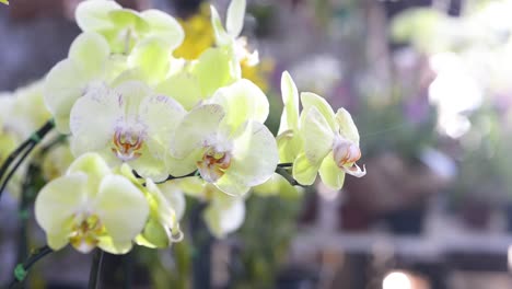 hermosas orquídeas ornamentales blancas en exposición