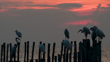 The-Great-Egret,-also-known-as-the-Common-Egret-or-the-Large-Egret