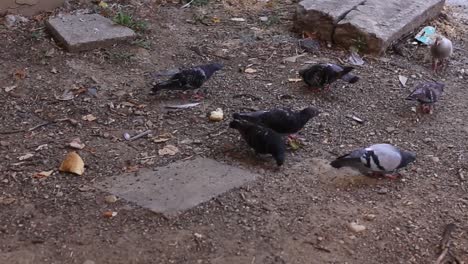 pigeons eating bread on ground